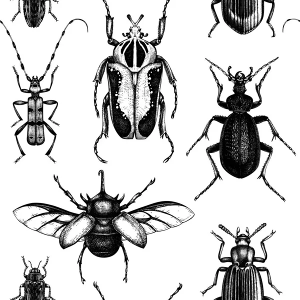 Yüksek Detaylı Böcek Çizimleriyle Vektör Arkaplan Vintage Tarzında Çizimi Böcekler — Stok Vektör
