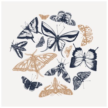 Yüksek detaylı böcek çizimlerinin vektör bileşimi. Kolaj tarzında elle çizilmiş kelebekler. Böcekbilimsel çizimler hazır. Kelebekler başlık, afiş, poster, dövme, kart tasarımı için ana hatlar.