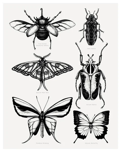 Raccolta vettoriale di schizzi di insetti dettagliati. Disegnato a mano — Vettoriale Stock