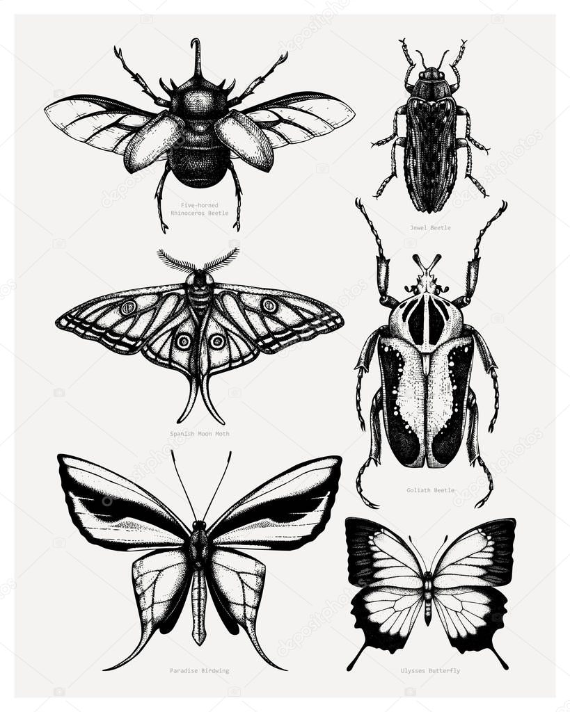 Vector collection of high detailed insects sketches. Hand drawn 