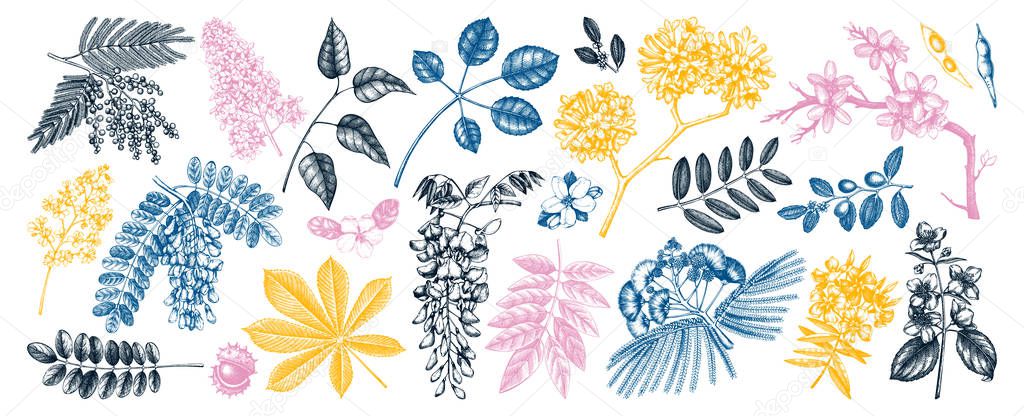 Vector set of spring trees in flowers illustrations in color. Ha