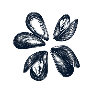 Cooked mussels illustrations. 