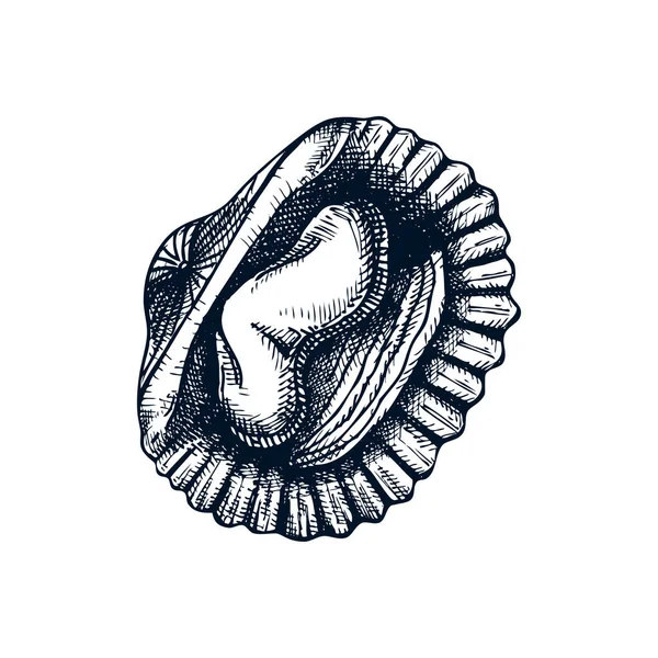 Cooked cockle shells illustrations. Edible marine molluscs. Shel — 스톡 벡터