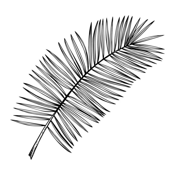 Ručně Kreslené Datum Palmové Listy Náčrty Set Exotické Rostlinné Botanické — Stockový vektor