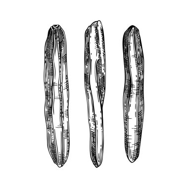 El çizimi kurutulmuş muz çizimleri. Kurutulmuş muz meyveleri oymalı olsun. Lezzetli, sağlıklı meyve tatlısı. Gerçekçi oryantal tatlılar vektör çizimleri.