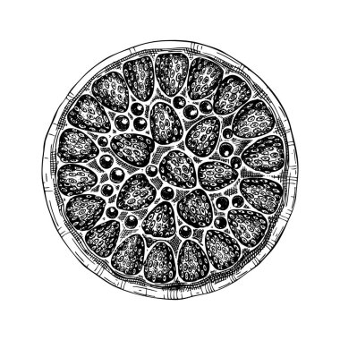 Geleneksel çilekli turta skeci. Mürekkep el çizimi, meyve ve çilek pişirme. Ev yapımı çilekli kek çizimi. Güzel fırın. En iyi yemek.. 