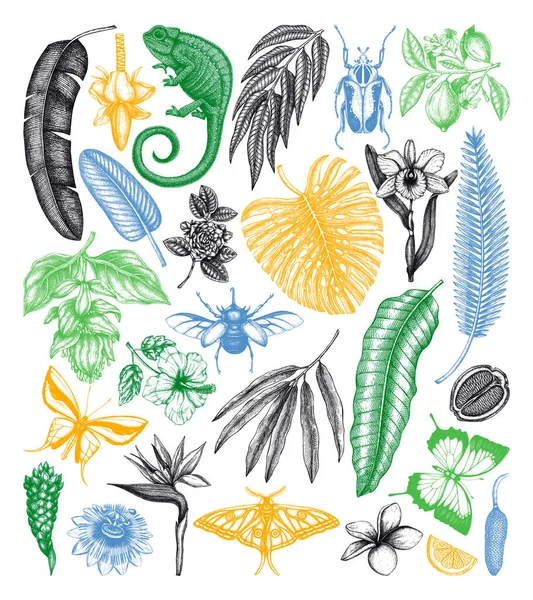 Colección Vectorial Plantas Animales Tropicales Flores Exóticas Dibujadas Mano Hojas — Archivo Imágenes Vectoriales