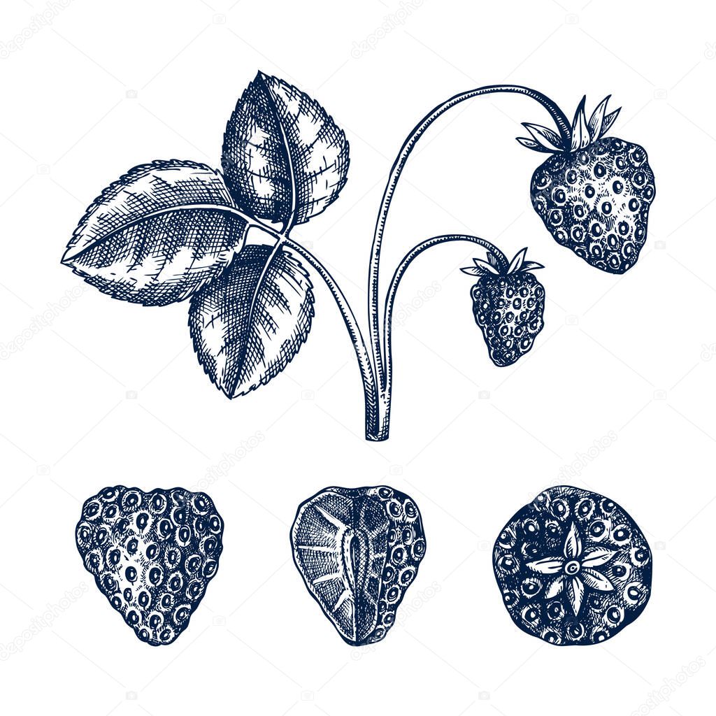 Hand drawn strawberries vector illustration in engraved style. Hand drawing isolated on white background. Vintage garden berry sketch. Strawberry plant outline.
