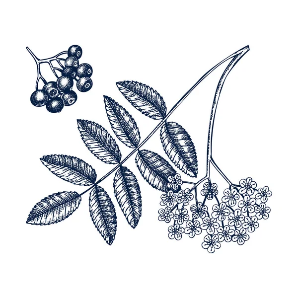 Hand Drawn Mountain Ash Berries Flowers Vector Illustration Engraved Style — Stock Vector