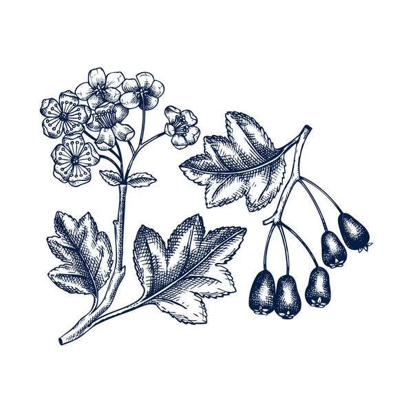 刻まれたスタイルで果実や花のベクトルイラストとサンザシを描きました 白い背景の野生の果実 手描き ヴィンテージガーデンベリースケッチ ホーソーンの木の枝の概要 — ストックベクタ