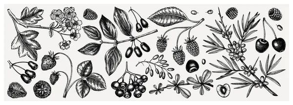 Καλοκαίρι Χωρίς Ραφή Μοτίβο Χέρι Ζωγραφισμένα Μούρα Φόντο Φρέσκα Φρούτα — Διανυσματικό Αρχείο