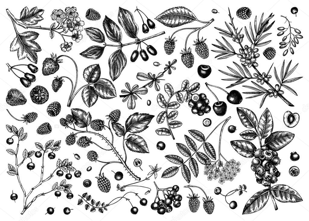 Hand drawn berries sketches in engraved style. Wild berries and flowers collection. Ink hand drawing. Vintage forest plants or orchard sketches. Seasonal berries outline. Healthy food ingredient.
