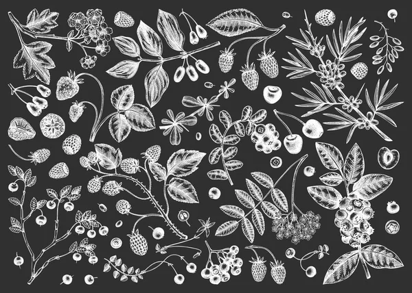 黒板に手描きのベリースケッチ 白い果実と花のコレクションは黒い背景に隔離されています 手描き ヴィンテージの森や果樹園の植物スケッチ チョークボード上の夏の果実の概要 — ストックベクタ