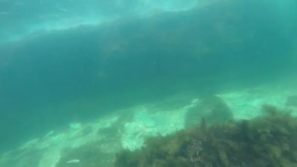 Dos chicas caucásicas se sumergen simultáneamente en el mar sobre el arrecife de coral . — Vídeo de stock