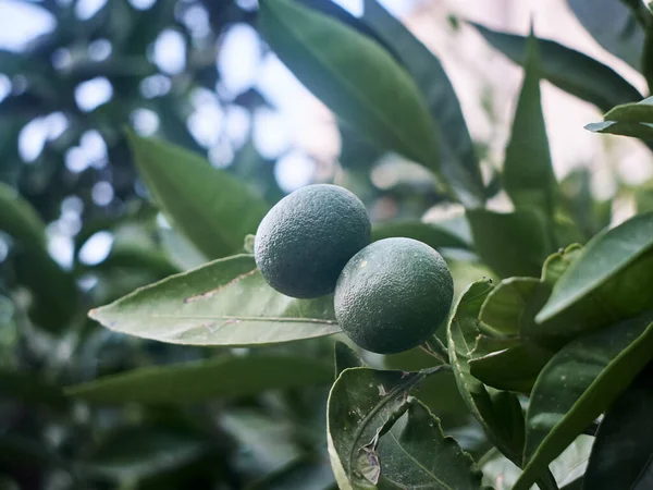 Gröna frukter och blad av tangerinträdet — Stockfoto