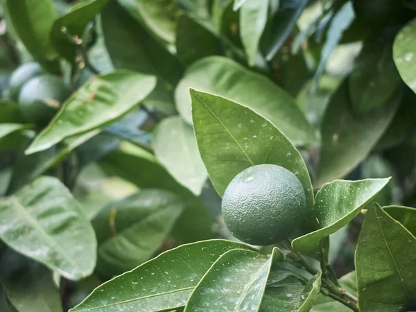 Gröna frukter och blad av tangerinträdet — Stockfoto