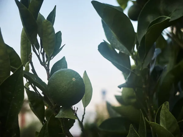 Gröna frukter och blad av tangerinträdet — Stockfoto