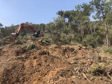 Kazıcı, kozalaklı dağlık ormanda kesilmiş ağaç kütüklerini kökünden söker.