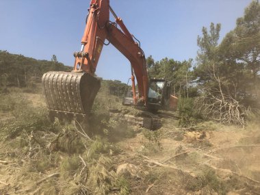 Kazıcı, kozalaklı dağlık ormanda kesilmiş ağaç kütüklerini kökünden söker.