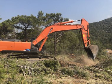 Kazıcı, kozalaklı dağlık ormanda kesilmiş ağaç kütüklerini kökünden söker.