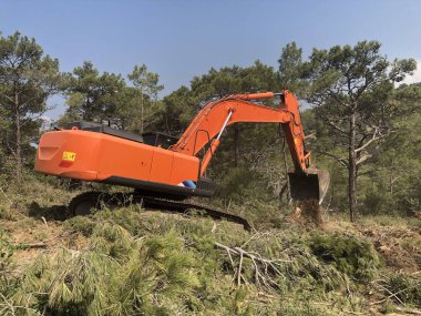Kazıcı, kozalaklı dağlık ormanda kesilmiş ağaç kütüklerini kökünden söker.