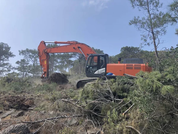 Excavadora desarraiga troncos de árboles cortados en el bosque de coníferas —  Fotos de Stock