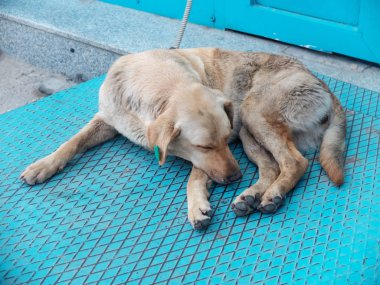 Kulağında kelepçe olan sokak köpeği mavi metal yüzeyde yatıyor. Sterilizasyon, kuduz solüsyonu