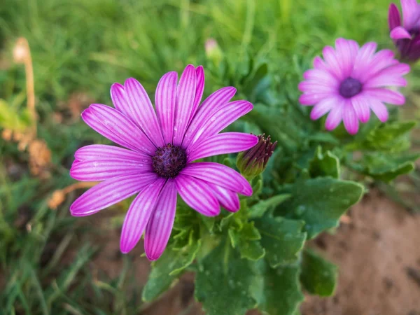 Flores roxas de margarida africana. Flor de Osteospermum roxo — Fotografia de Stock