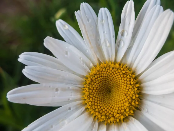 White chamomile with drops of dew on the petals — Stock Photo, Image