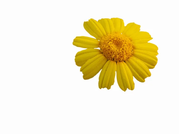 Flores de margarita amarilla. Flores de caléndula arvensis — Foto de Stock