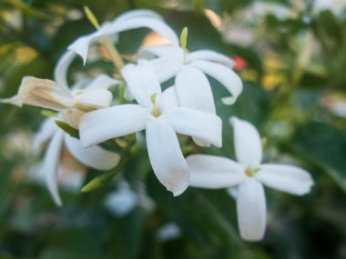 Beyaz yasemin çiçekleri. Jasminum polyanthum çiçekleri