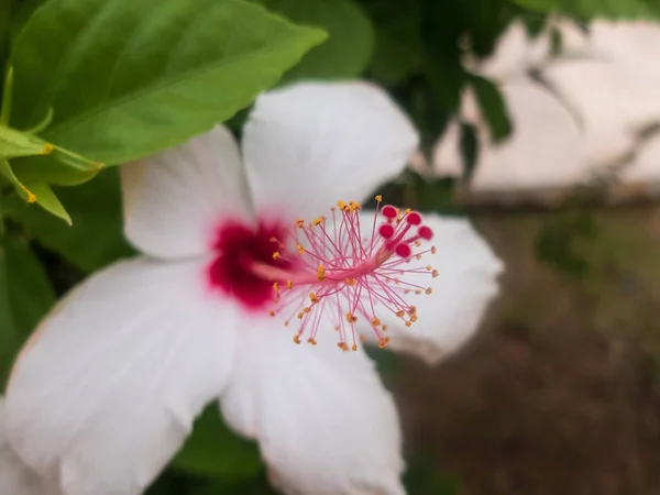 Grandes fleurs blanches d'hibiscus avec étamines roses et pistil — Photo