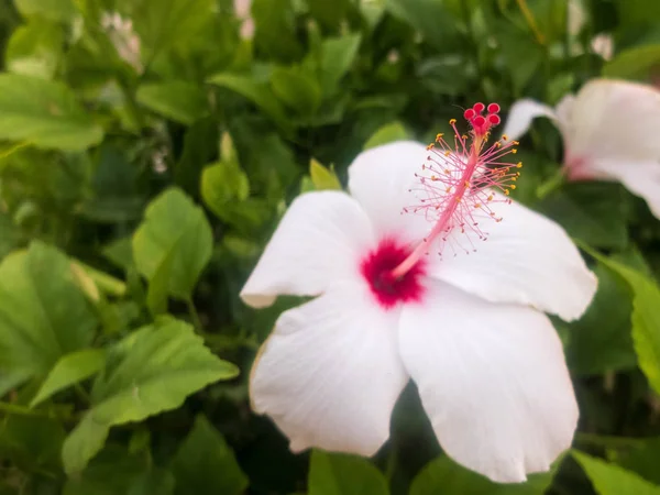Большие белые цветы гибискуса с розовой тычиной и пестиком — стоковое фото