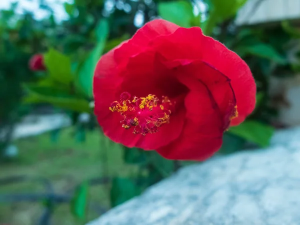 Закрытый красный цветок гибискуса и зеленые листья на заднем плане — стоковое фото