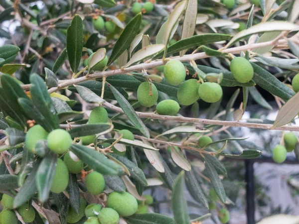Baies et feuilles d'olivier vert sur l'olivier — Photo