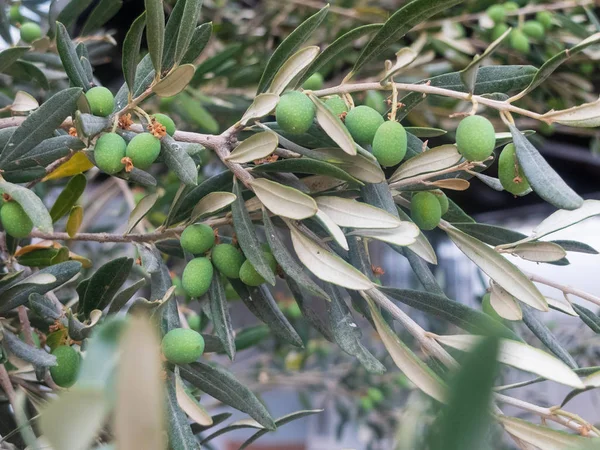 Gröna olivbär och blad på olivträdet — Stockfoto