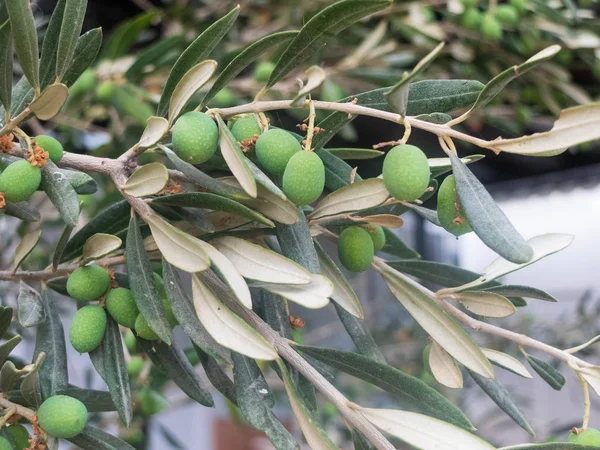 Gröna olivbär och blad på olivträdet — Stockfoto