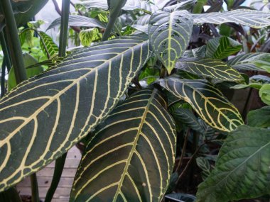 Tropikal yağmur ormanı bitkisi Sanchezia Specosa serada büyük uzun damarlı yapraklarla