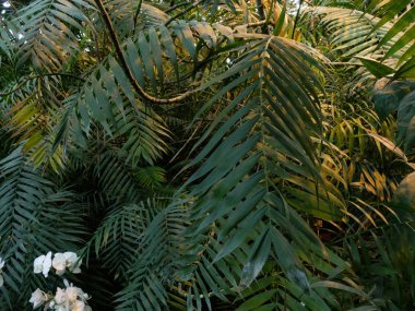 Orman tropik orman şemsiyesi seradaki palmiye yaprakları