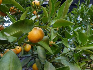 Ağaçta kumkat meyveleri var. Citrus japonica