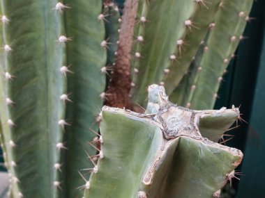 Yıldız şeklindeki kaktüse yakın çekim. Dikenli kaktüs