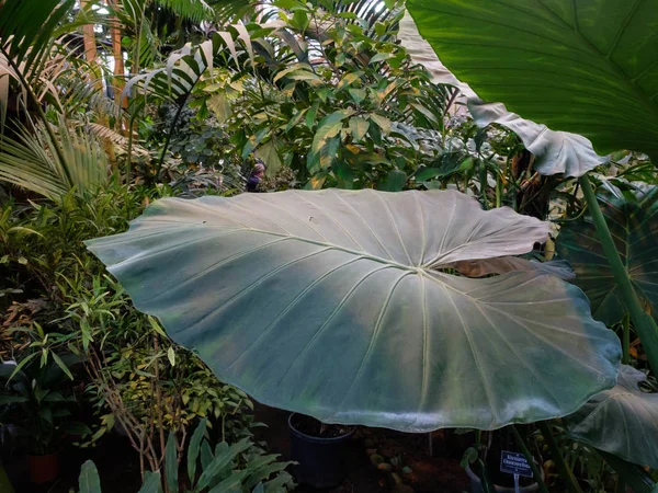 Planta de selva tropical con grandes hojas en forma de sombrilla en el invernadero — Foto de Stock