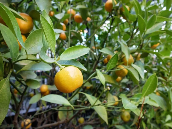 Kumquat ovoce na stromě. Citrus japonica — Stock fotografie