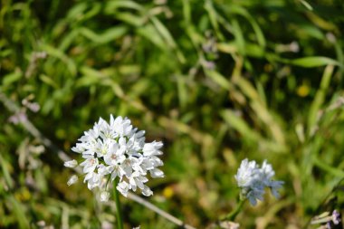 Bir sürü çiçek açan sarımsaklı alyum polenthum..