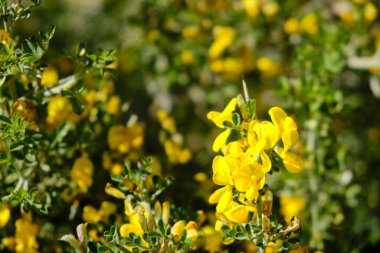 Coronilla Coronata 'nın sarı çiçekleri..