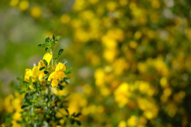 Coronilla Coronata 'nın sarı çiçekleri..