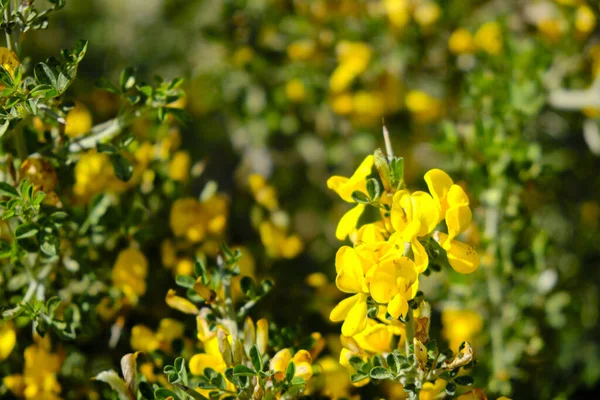 Yellow Blossoming Flowers Coronilla Coronata — Stock Photo, Image