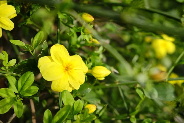 Yellow Flowers Linum Flavum Golden Flax Yellow Flax — Stock Photo, Image