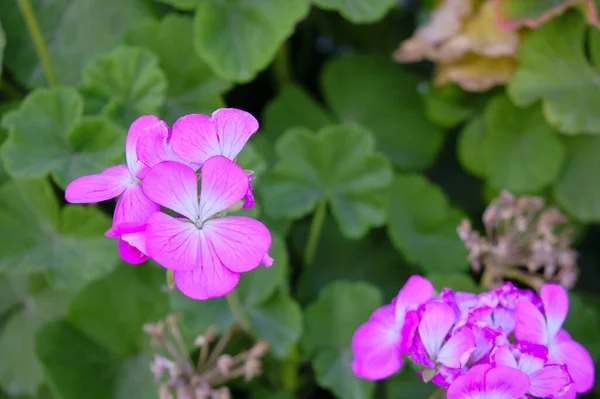 Цветы Pelargonium Zonale Wildemalva Зональной Герань — стоковое фото