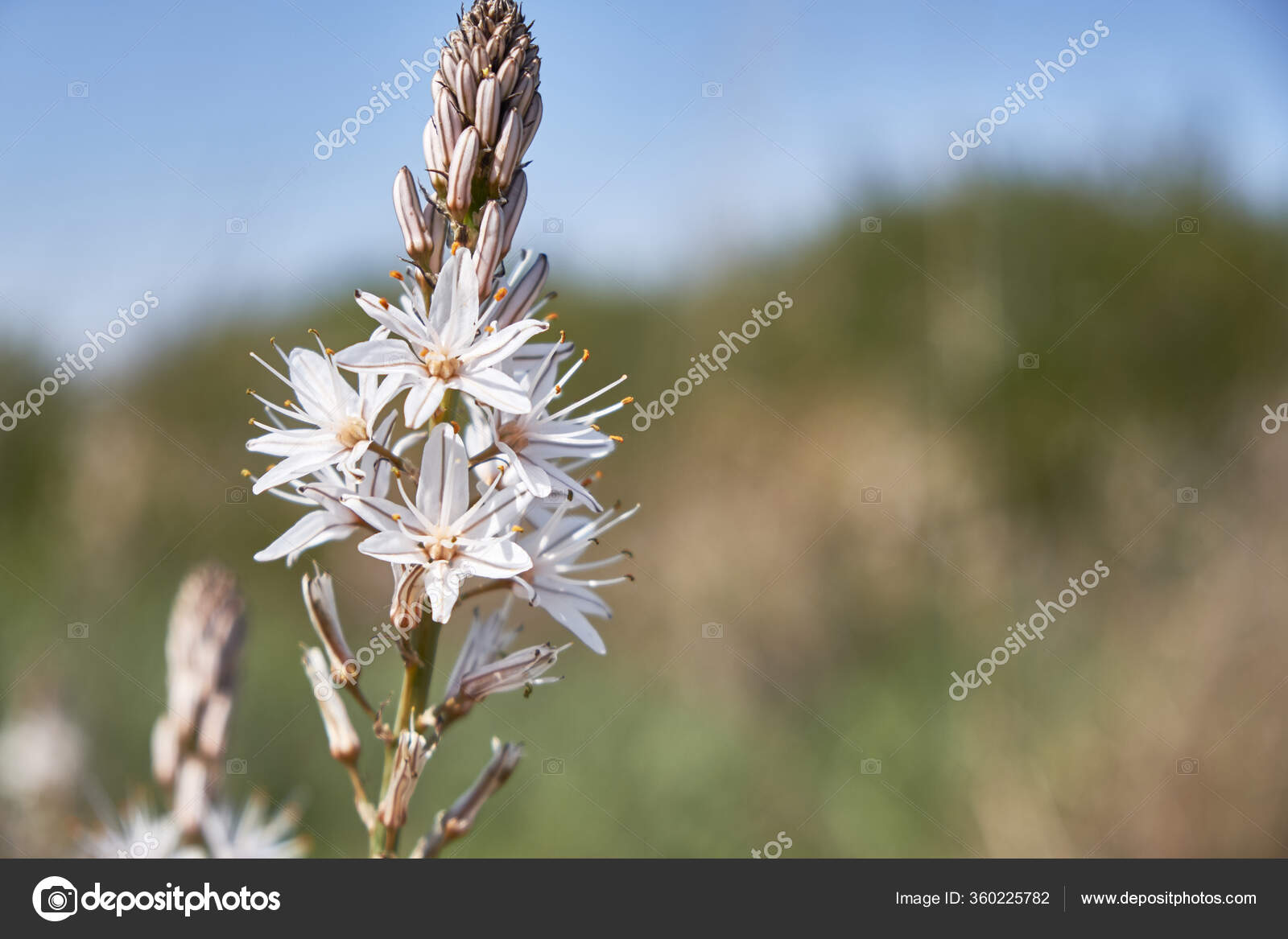 Asphodelus Fistulosus Pictures Asphodelus Fistulosus Stock Photos Images Depositphotos